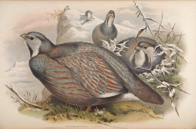 Tetraogallus caspius von John Gould